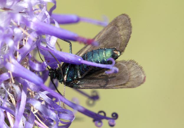 Zygaenidae da id